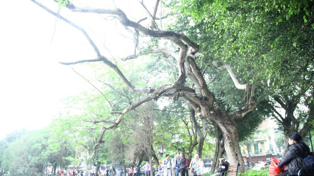Từ thân cho đến ngọn cây sưa cổ thụ giờ không có dấu hiệu của sự sống, trơ trụi, không có màu xanh nào của lá.