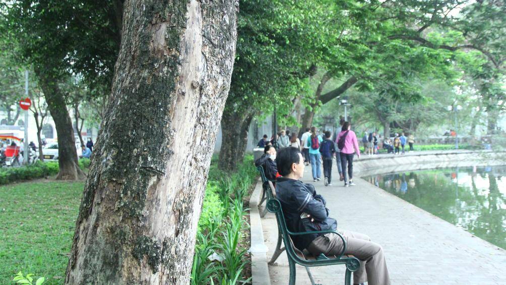 Trao đổi với báo chí, đại diện Ban Quản lý hồ Hoàn Kiếm và phố cổ Hà Nội cho biết, đã nhận được thông tin phản ánh về việc cây sưa chết ở hồ Gươm.