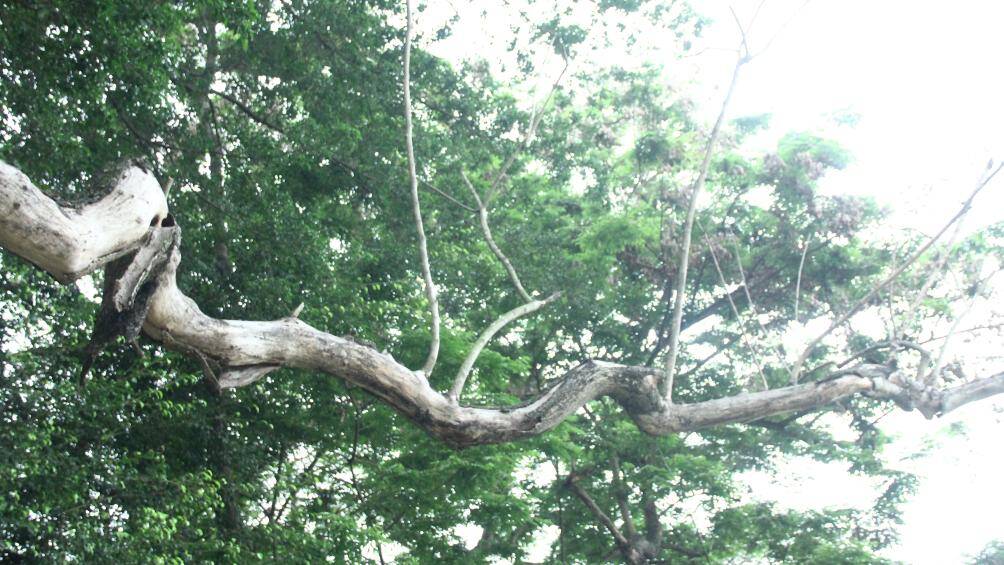 "Đây là cây sưa đỏ, có giá trị lớn nên phải báo cáo quận để xin hạ cây. Ngoài ra, khi đã hạ được cây thì xin ý kiến chỉ đạo của Sở Xây dựng, rồi báo cáo Sở Tài chính, UBND TP xem xét xử lý gỗ như thế nào", vị đại diện cho hay.