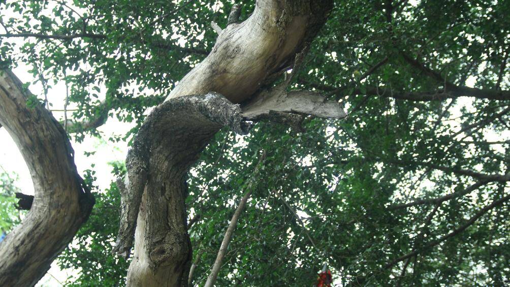 Việc cây chết nằm ở hồ Gươm làm mất mỹ quan đô thị. Ngoài ra, các cành cây khô có thể rơi bất cứ lúc nào gây nguy hiểm cho người dân và du khách khi đi qua lại.