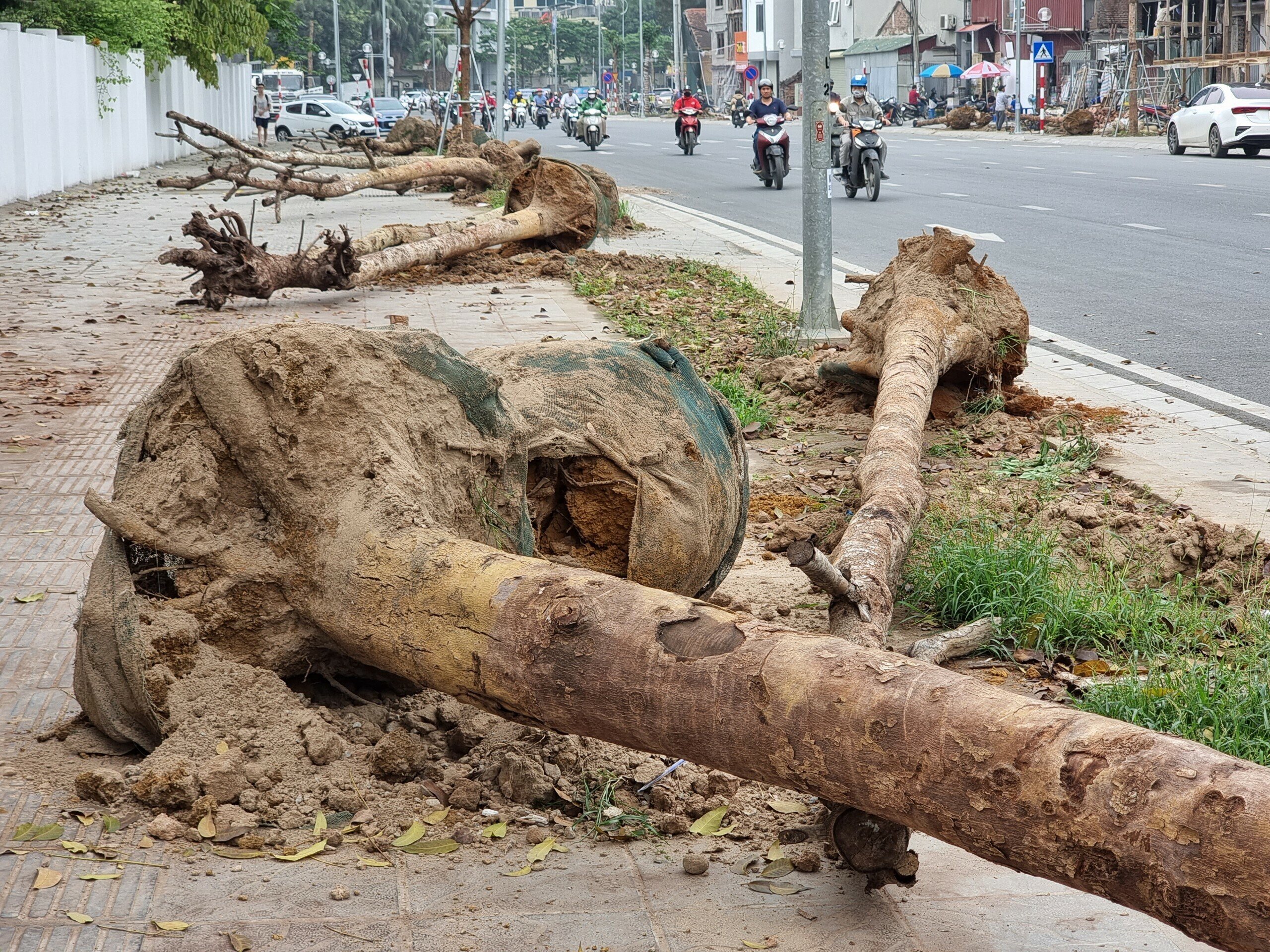 Hôm nay (3/4), ghi nhận của PV, hàng cây chết khô trên đường Huỳnh Thúc Kháng kéo dài (TP Hà Nội) đã được công nhân đốn hạ.