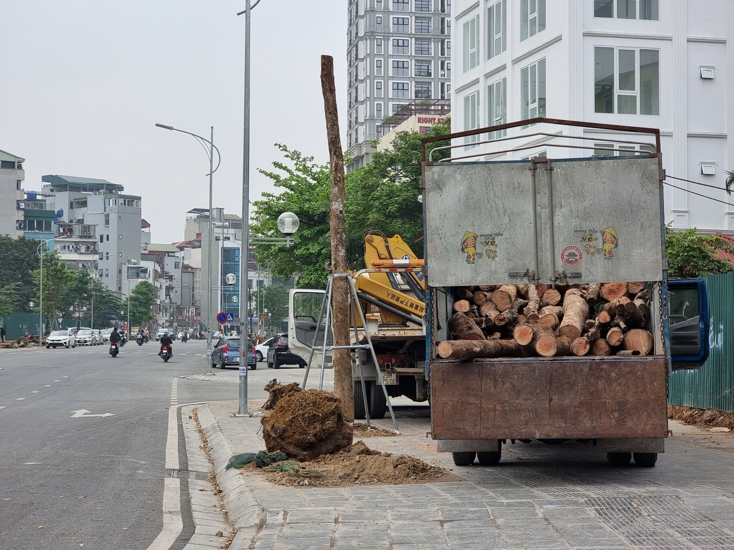 Công nhân được chia làm 2 nhóm, trong đó một nhóm có nhiệm vụ nhổ, xếp cây trên vỉa hè; nhóm còn lại có nhiệm vụ cưa hạ để thuận tiện cho việc vận chuyển thân cây đi nơi khác.
