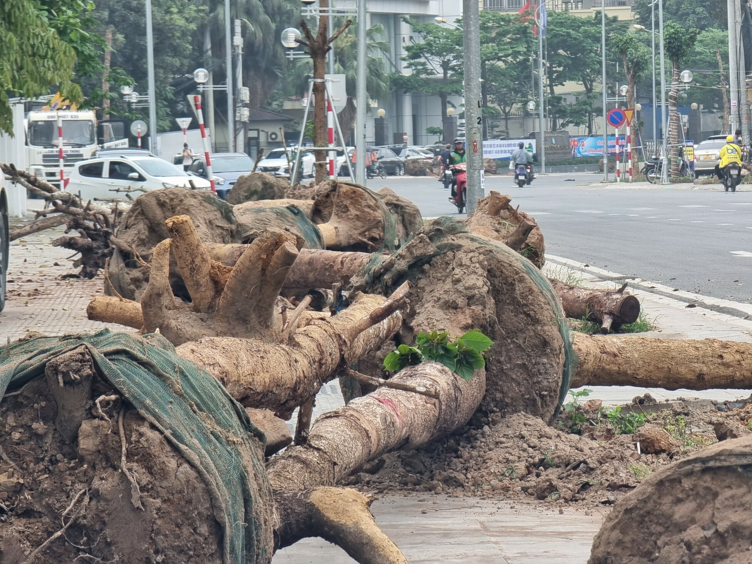 Do đó, việc nhổ bỏ, thay thế hàng cây chết khô này do nhà thầu thi công chịu trách nhiệm và không làm đội vốn của dự án.