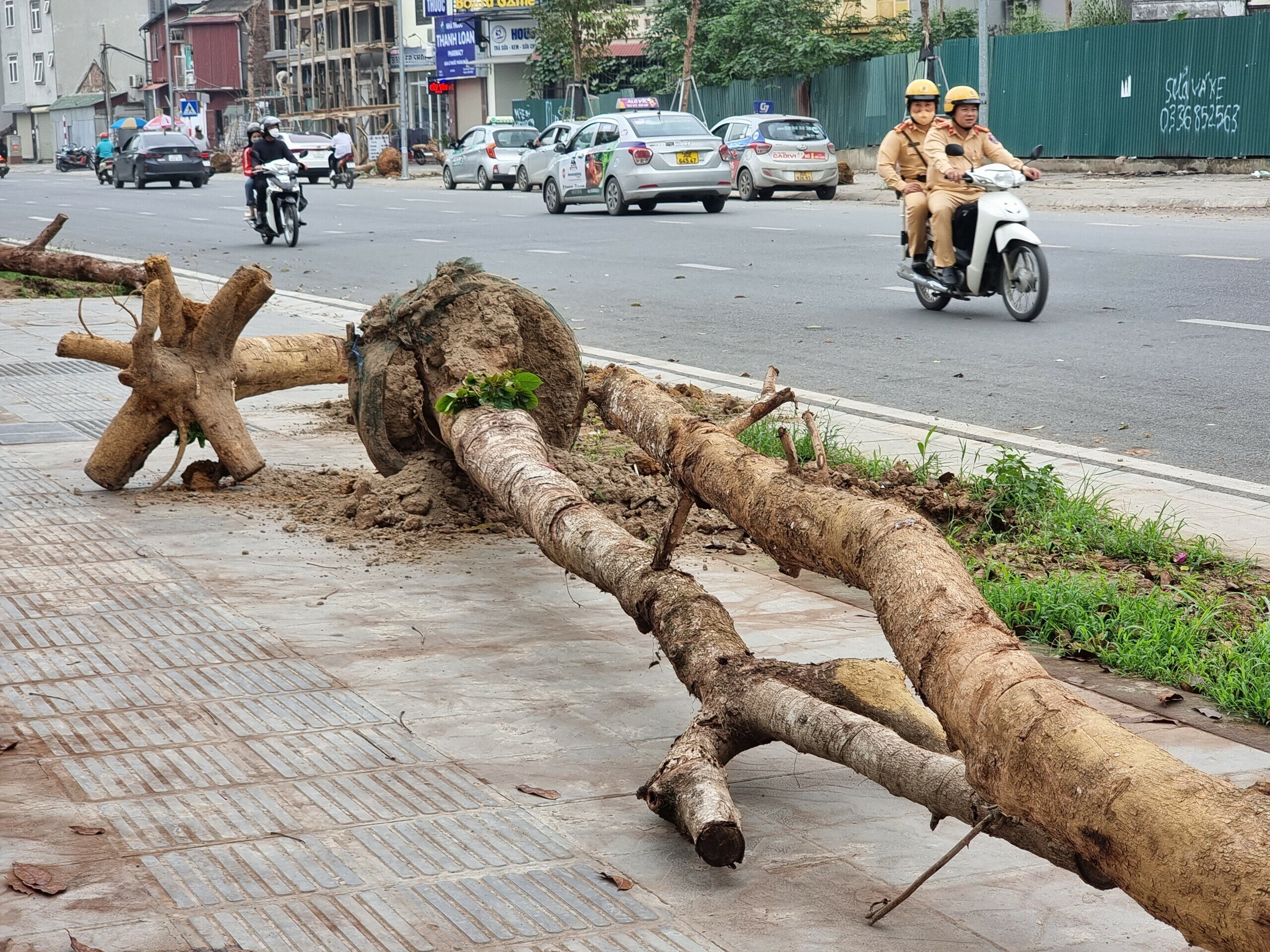Nói về nguyên nhân khiến cây xanh chết khô hoặc có dấu hiệu sinh trưởng thấp, một cán bộ Ban Quản lý dự án đầu tư xây dựng quận Đống Đa cho biết, do thổ nhưỡng bị thay đổi đột ngột.