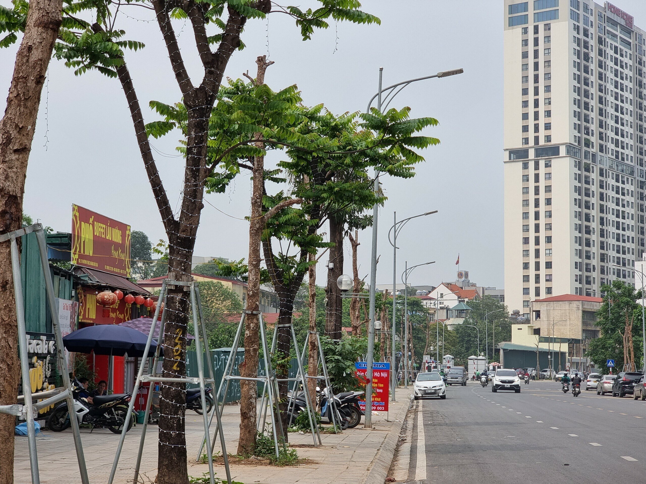Theo tìm hiểu, hàng cây chết khô trên đường Huỳnh Thúc Kháng kéo dài là cây nhội, loại cây gỗ lớn thường mọc ở đồi núi. Cây nhội thuộc dòng cây thân gỗ, cao to, có thể cao tới hơn 20m, tán lá rộng nên được trồng trong các thành phố để tạo bóng mát.