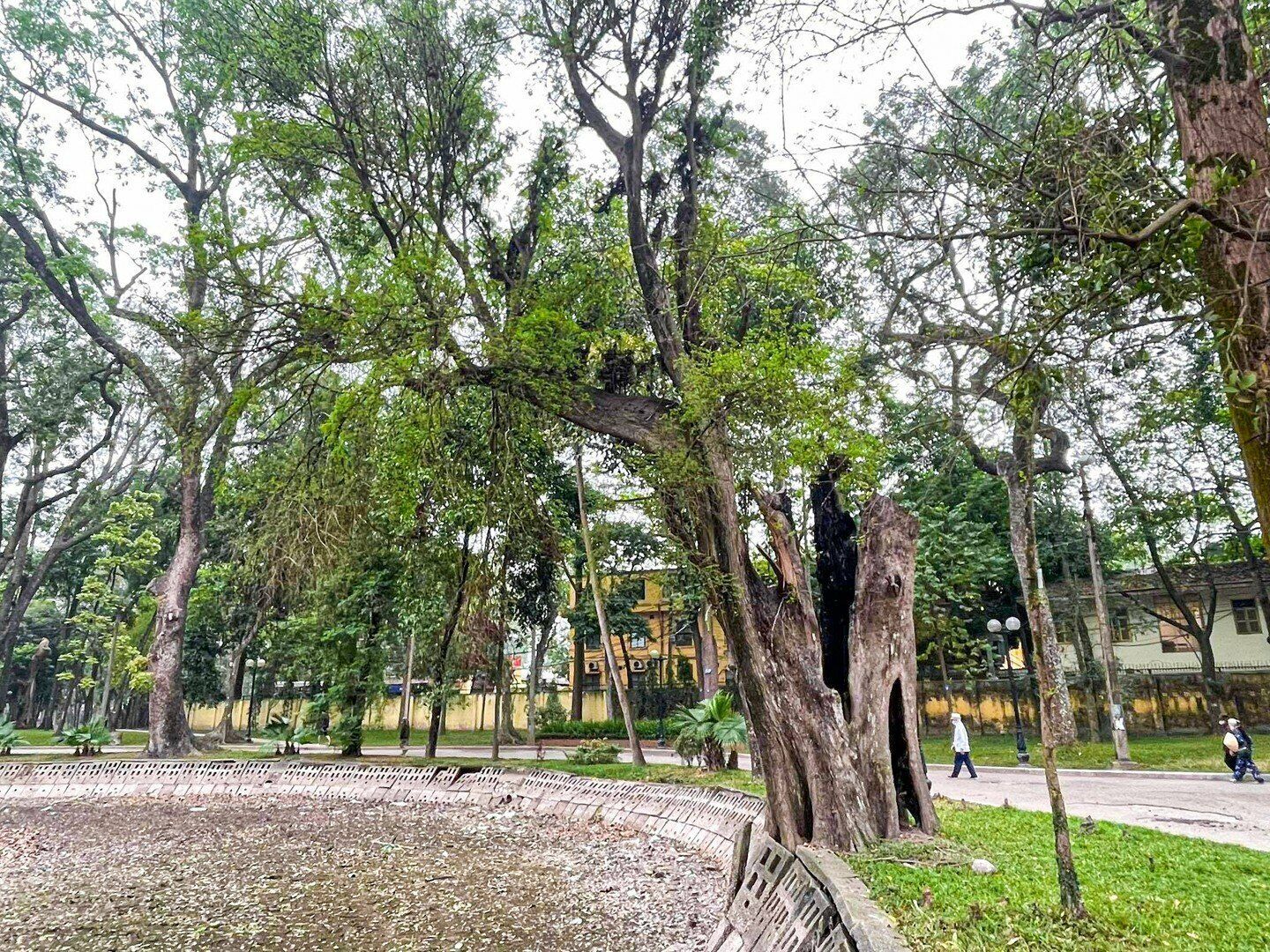 Về hồ nước trong c&ocirc;ng vi&ecirc;n bị cạn, đại diện X&iacute; nghiệp Quản l&yacute; c&acirc;y xanh số 3 cho rằng, do năm nay &iacute;t mưa, trong khi hồ kh&ocirc;ng c&oacute; đường cấp nước điều h&ograve;a n&ecirc;n bị cạn. Đơn vị n&agrave;y cũng đang xin &yacute; kiến để c&oacute; phương &aacute;n nạo v&eacute;t, t&igrave;m đường cấp nước cho hồ.