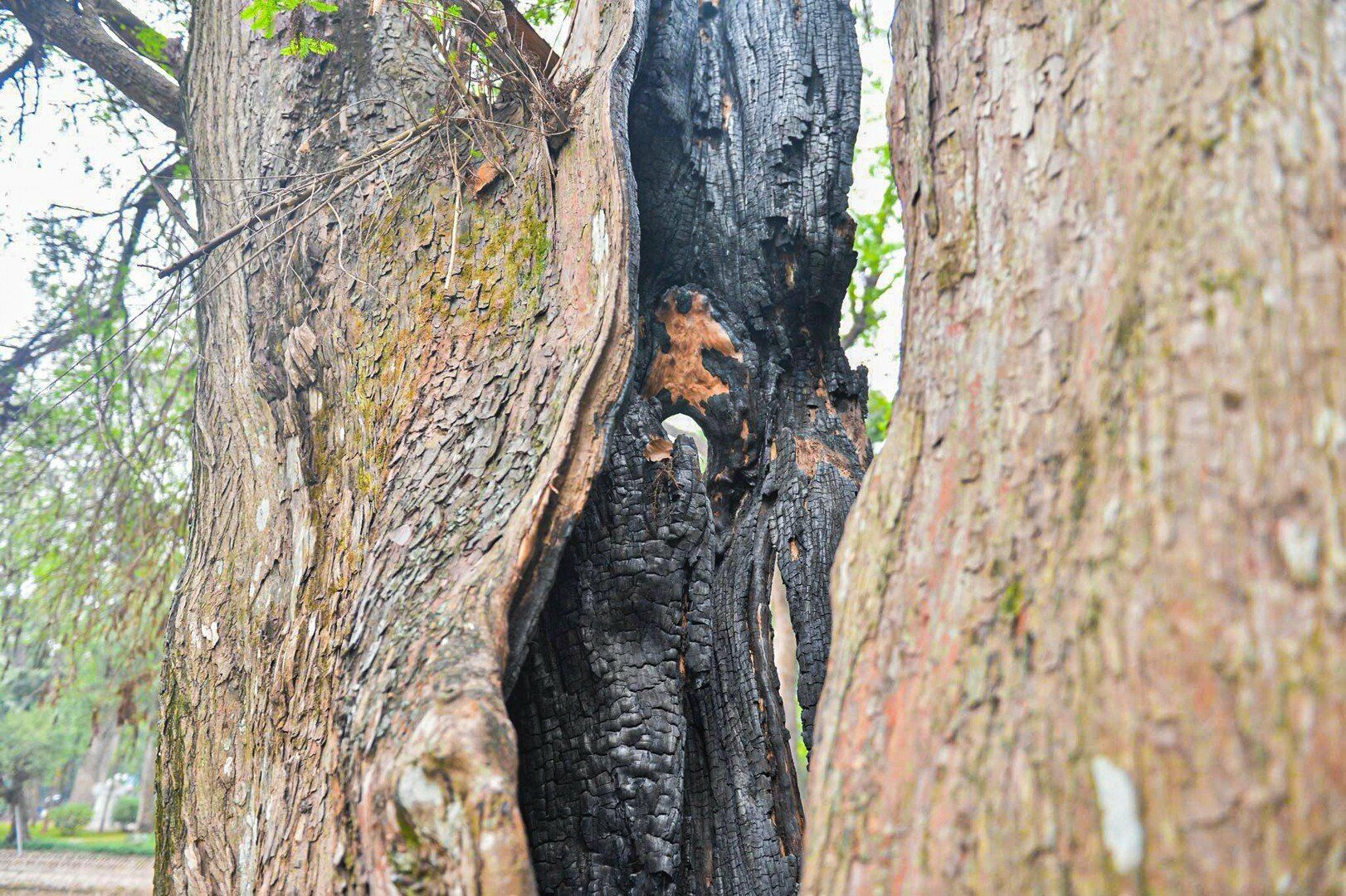 "Nguy&ecirc;n nh&acirc;n c&oacute; thể do c&acirc;y đ&atilde; gi&agrave;, chết tự nhi&ecirc;n. Ch&uacute;ng t&ocirc;i khẳng định kh&ocirc;ng c&oacute; ai x&acirc;m hại khiến c&acirc;y bị chết cả", đại diện C&ocirc;ng ty TNHH Một th&agrave;nh vi&ecirc;n c&ocirc;ng vi&ecirc;n c&acirc;y xanh H&agrave; Nội n&oacute;i v&agrave; cho hay đ&acirc;y l&agrave; những c&acirc;y gỗ b&igrave;nh thường, sau khi được chặt hạ, c&aacute;c c&acirc;y chết sẽ được thanh l&yacute;. Tất cả c&aacute;c bước đều được c&ocirc;ng khai.