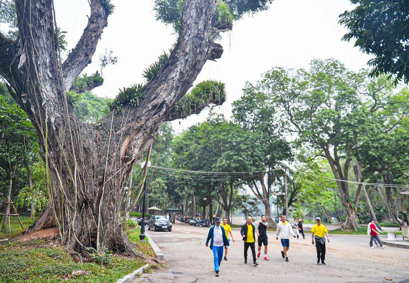 "Thật tiếc khi thấy những c&acirc;y cổ thụ ở đ&acirc;y bị chết, đặc biệt l&agrave; c&acirc;y muồng ngủ với tuổi đời h&agrave;ng trăm năm. Hy vọng cơ quan chức năng c&oacute; những biện ph&aacute;p chăm s&oacute;c để những c&acirc;y c&ograve;n lại kh&ocirc;ng bị chết nữa", anh Phạm Quốc Cường (quận Ba Đ&igrave;nh) cho hay