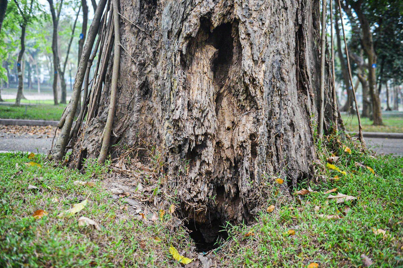 Một số gốc c&acirc;y chết ở c&ocirc;ng vi&ecirc;n B&aacute;ch Thảo đ&atilde; bị mục ruỗng, tiềm ẩn nguy cơ đổ xuống khi mưa gi&oacute;