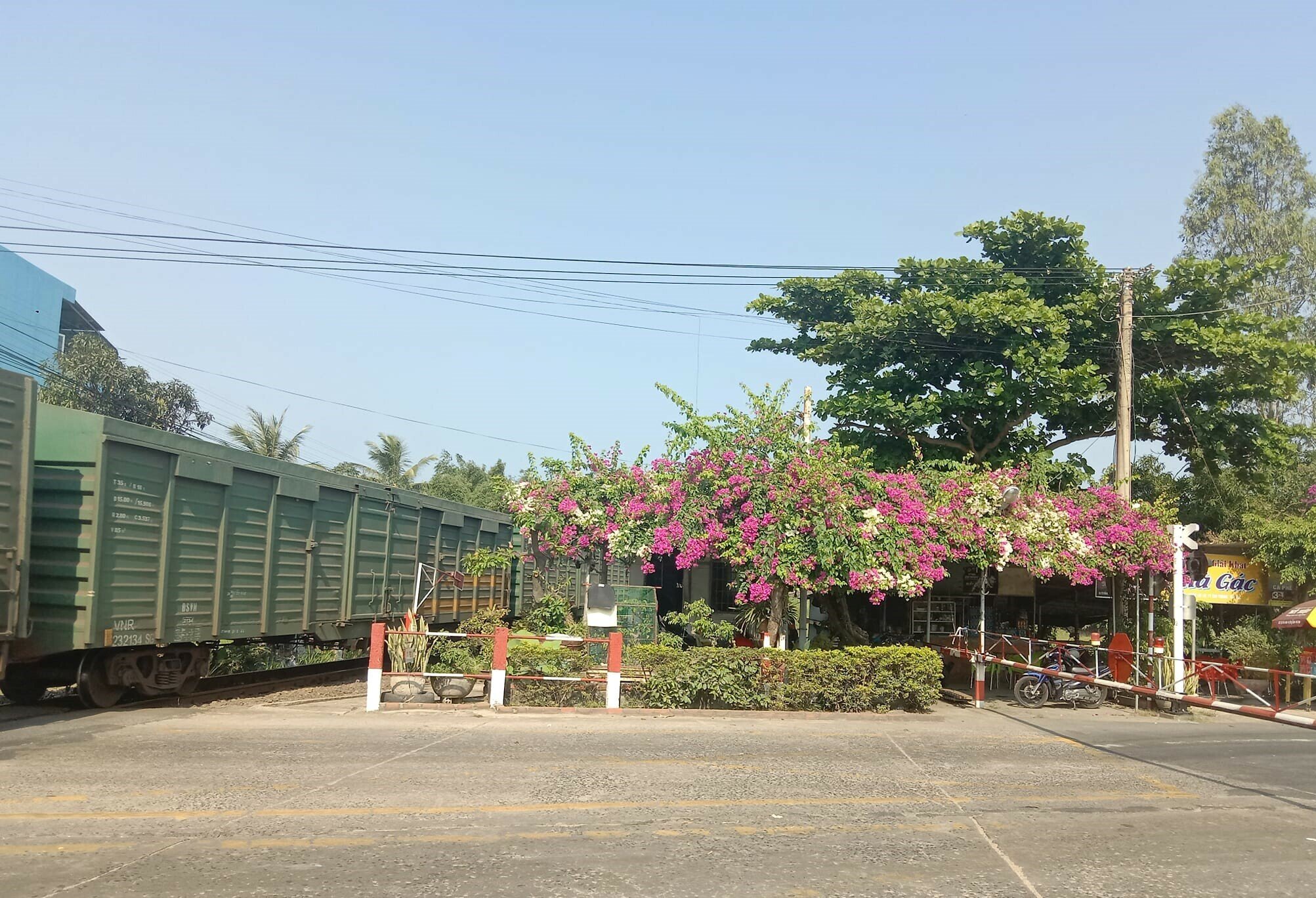 Tại các trạm chắn đường ngang cũng trồng hoa, dàn hoa tạo bóng mát, cảnh quan đẹp