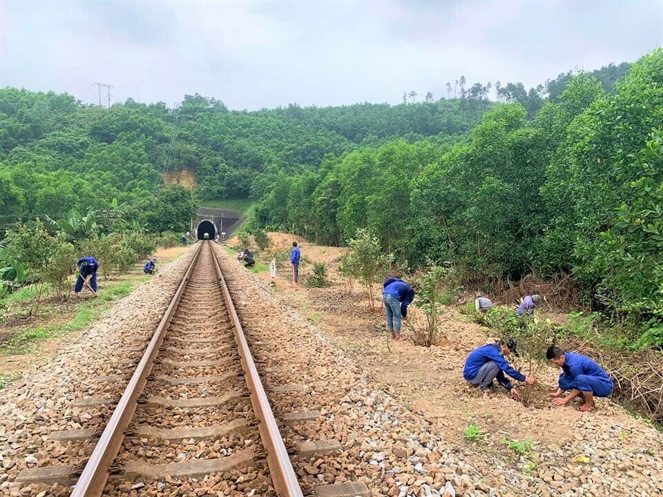 Đơn vị đường sắt trồng cây hoa sim rừng dọc đường sắt phía Nam hầm số 7 tuyến đường sắt Thống nhất