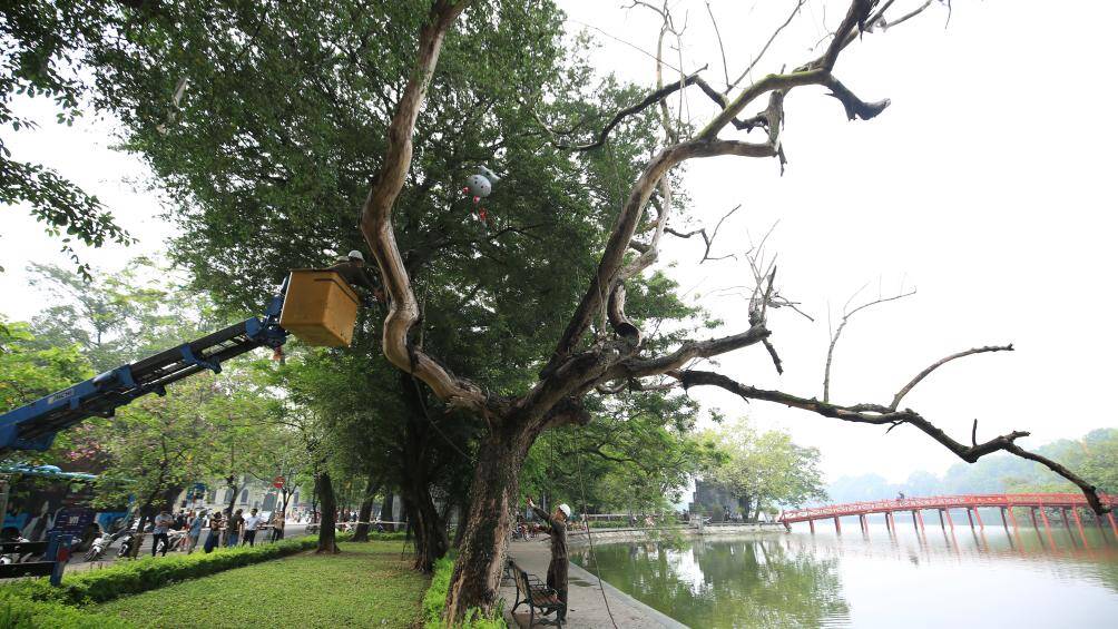 Việc chặt hạ, trồng thay thế cây mới sẽ do Công ty TNHH MTV Công viên Cây xanh Hà Nội thực hiện.