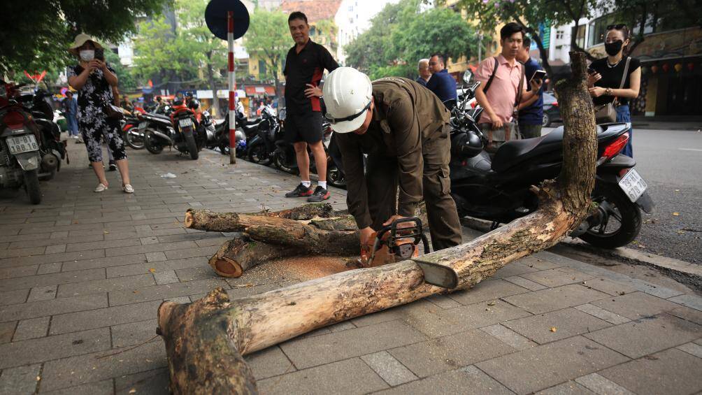 "Đây là cây sưa đỏ, có giá trị lên đến hàng chục tỷ đồng nên việc chặt hạ khi cây bị chết là vô cùng đáng tiếc", chị Dung, người dân ở khu vực cho biết.