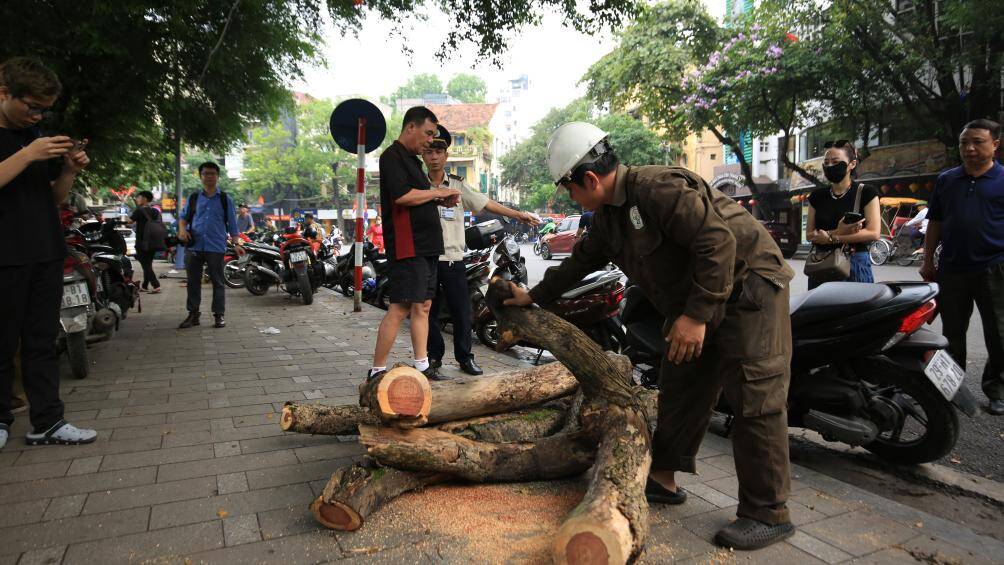 Được biết, số gỗ của cây sưa đỏ sau khi chặt hạ sẽ được bàn giao cho Trung tâm Quản lý hạ tầng kỹ thuật TP Hà Nội tiếp nhận và bảo quản, đồng thời thực hiện thanh lý theo quy định.