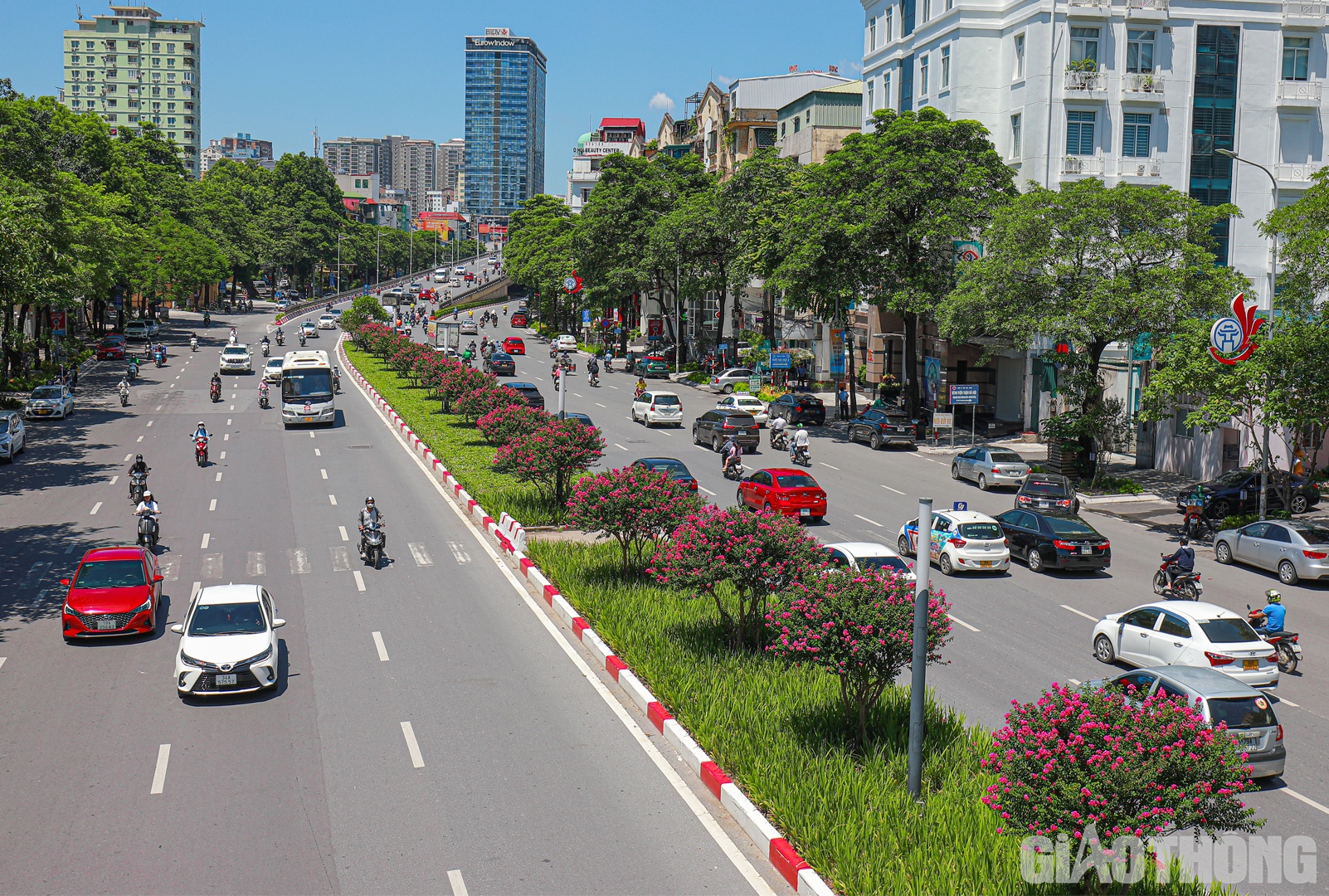 Những ngày đầu tháng 7, nhiều người đi qua trục đường Nguyễn Chí Thanh - Trần Duy Hưng (Hà Nội) không khỏi ngỡ ngàng trước hàng cây tường vi được trồng trên dải phân cách đang nở hoa rực rỡ.