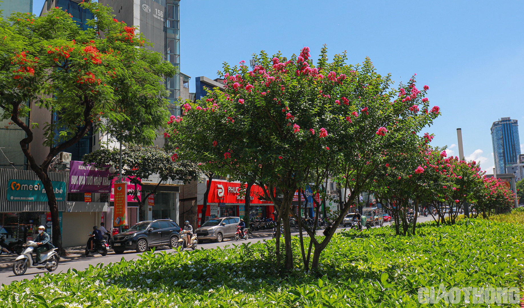 Sau khi hàng phong lá đỏ được di dời, những cây tường vi đã thế chỗ hoàn toàn và đang phát triển tốt.