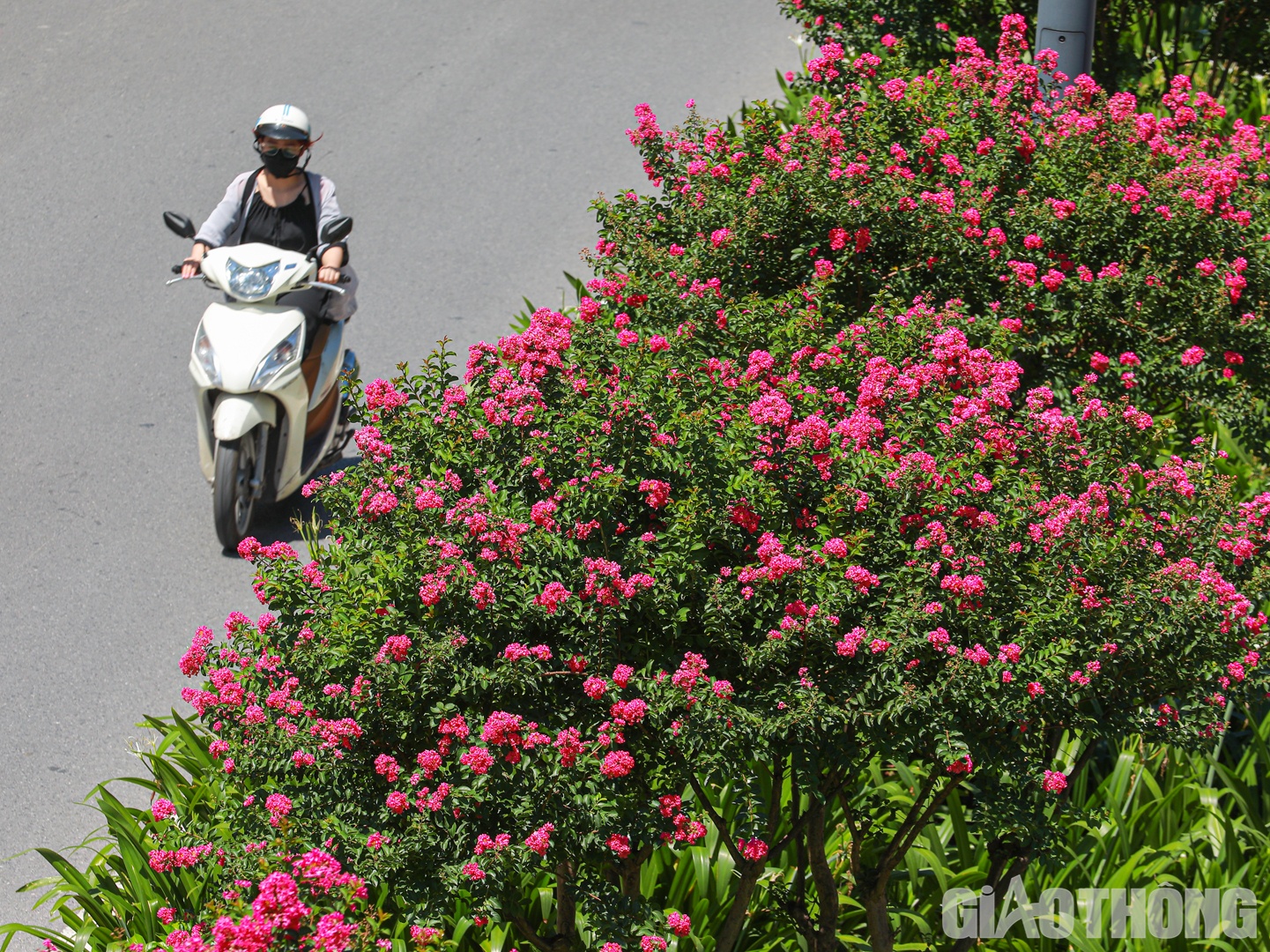 Cây hoa thường cao khoảng 1 - 2m, cây có gai và nhánh màu nâu đậm. Nụ hoa có hình cầu và cụm hoa dạng hình chùy. Bông hoa tường vi thường nở thành chùm với các cánh hoa mỏng rung rinh trong gió tạo nết nét đẹp quyến rũ mê lòng người. Bông hoa tường vi có đa sắc màu từ đỏ nhạt, hồng đến tím. Mỗi khi hoa nở thường xoè ra sáu cánh mỏng manh, xoăn nhẹ nhàng trông rất đẹp.
Dù cánh hoa mỏng manh nhưng hoa tường vi lại thường nở rộ trong mùa hè – mùa của những cơn mưa nặng hạt. Trong cơn mưa, các cánh hoa rụng rơi nhiều trên đất nhưng sau cơn mưa thì những bông hoa tường vi xinh tươi trên cành lại tiếp tục khoe sắc hương đầy rực rỡ.