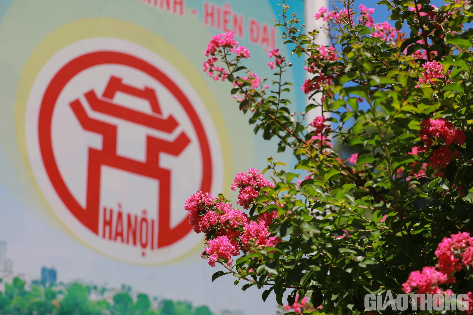 Tường Vi là loài hoa khá dễ trồng và chăm sóc, thuộc cây thân gỗ, hoa nở thành từng chùm ở ngọn.