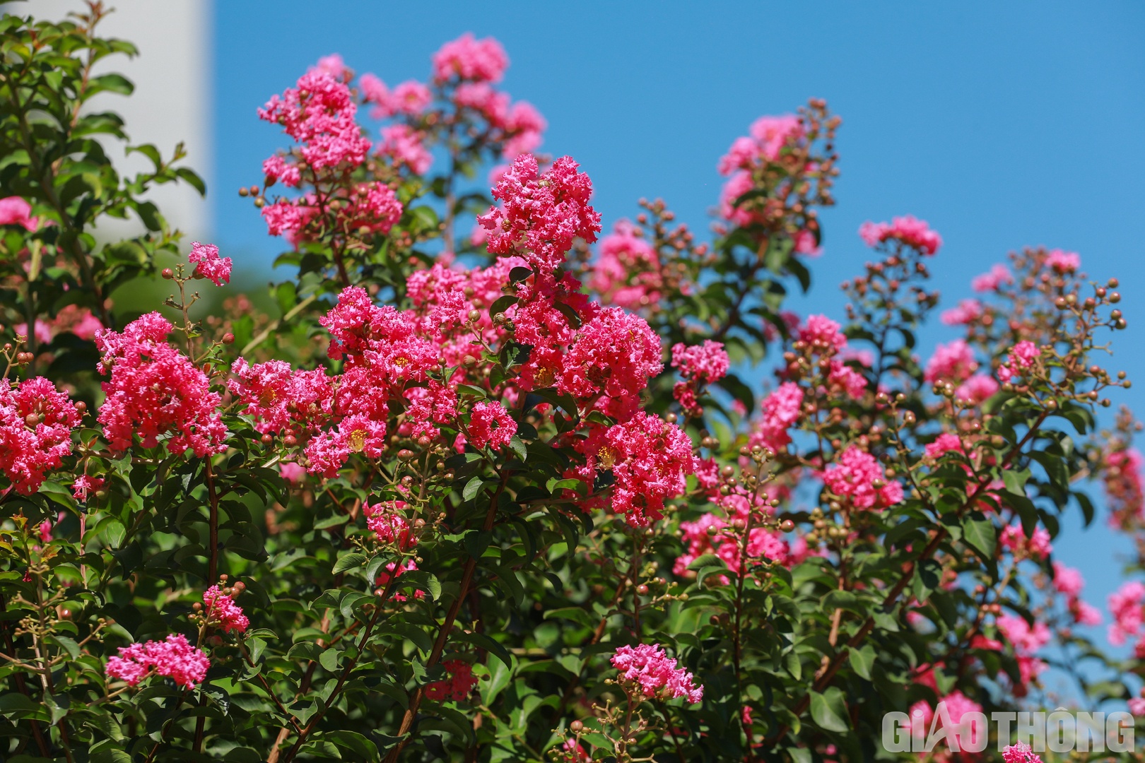Mỗi loại hoa đều mang trong mình câu chuyện và ý nghĩa riêng và hoa Tường Vi cũng vậy.
Sự tích hoa Tường Vi gắn liền với câu chuyện tình yêu của cô công chúa xinh đẹp với mái tóc dài, sống lẻ loi ở trong cung điện ở vùng thượng nguồn.
Một ngày công chúa Tường Vi ngã bệnh nặng và các lương y trong cung điện đều bó tay. Bỗng nhiên, một nhà tiên tri lại xuất hiện và nói rằng bệnh của nàng công chúa chỉ có thể chữa được bằng lá công loài hoa màu trắng mọc trên đỉnh núi giữa ngọn thác và vực thẳm. Thương con, nhà vua tuyên bố sẽ gả công chúa cho ai tìm được loại hoa đó để chữa khỏi bệnh nàng.
Rất nhiều người đổ đi tìm hoa. Tuy nhiên rất khó để có thể lấy được loại hoa này. Sức khoẻ công chúa ngày một yếu. Trong lúc gần như tuyệt vọng, một chàng tiều phu nghèo đã mang tới loài hoa đó.
Sau khi Tường Vi khỏi bệnh, 2 người nên duyên vợ chồng.
Hạnh phúc chẳng được bao lâu, chàng trai phải lên đường ra trận cùng lời hứa sẽ sớm đoàn tụ. Thế nhưng đến một ngày nàng nhận được tin dữ từ chiến trường, vì quá đau khổ, công chúa Tường Vi lao mình xuống vực.
Chỗ nàng đứng khóc đã mọc lên nhiều bông hoa giống loài hoa mà người chồng đã mang về cứu nàng, chỉ khác không phải màu trắng mà là sắc đỏ.
Đoá hoa được nở ngay cạnh dòng thác, dù dịu dàng nhưng đầy kiêu sa giữa nắng gió, được người đời gọi tên Tường Vi.