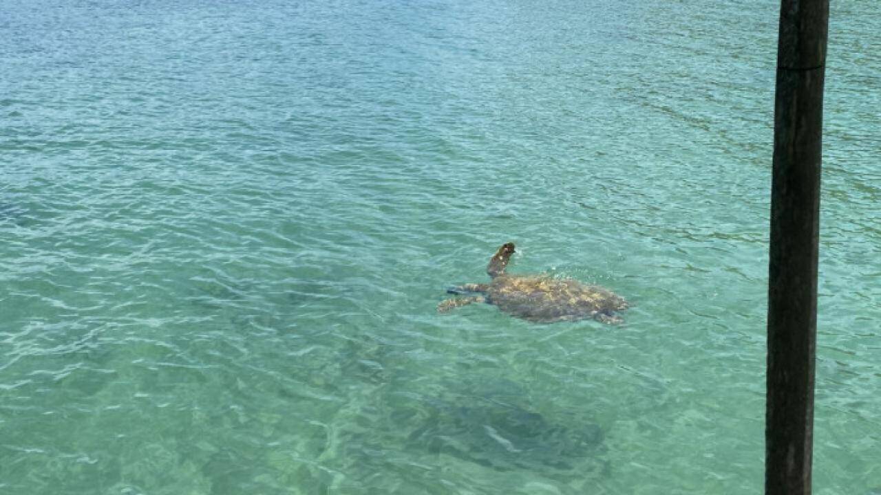 Rùa biển quý bất ngờ xuất hiện ở Cô Tô