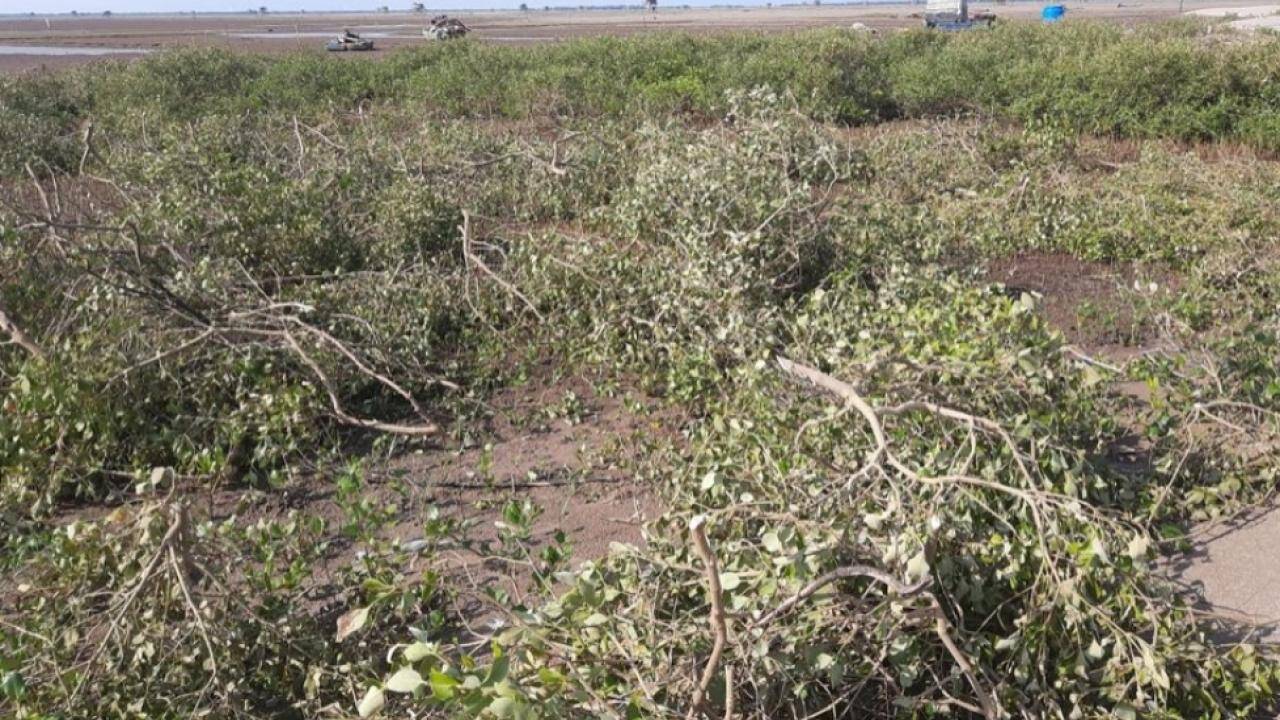 Nam Định chỉ đạo xử nghiêm việc hút cát, chặt cây ở Vườn quốc gia Xuân Thủy