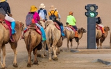 Kỳ lạ lắp đèn giao thông trên sa mạc cho lạc đà