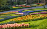 Vườn hoa tulip lớn nhất thế giới