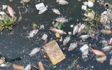 Khoảng 20 tấn cá chết trên kênh Nhiêu Lộc - Thị Nghè sau trận mưa đầu mùa
