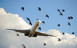Tăng số vụ chim xâm nhập đường cất hạ cánh, hàng không "siết" an toàn