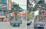 Chở cây cảnh quá khổ và người trên thùng xe, tài xế ô tô tải bị phạt 39 triệu đồng