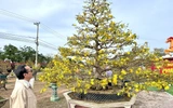 Gia Lai: Hơn 150 tác phẩm mai vàng khoe sắc tại Lễ hội mai vàng An Nhơn Đông 2026