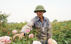 Hồi sinh thành công vựa hoa link vao w88 bong88 Hà Nội, dân Mê Linh hối hả chuẩn bị vụ Tết