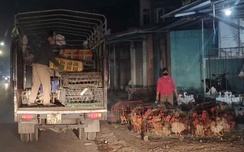 Chưa đến Tết, chợ gà link vao w88 bong88 Bắc Giang giao dịch xuyên đêm
