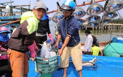 Chưa hết mừng trúng đậm đã lo hải sản rớt giá