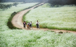 Thiên đường hoa cải Mộc Châu