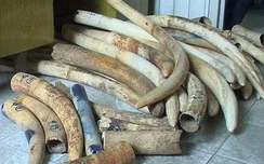 Khởi tố vụ buôn lậu gần 3 tấn vảy tê tê, ngà voi