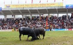 Rà soát quy trình thực hành Di sản Lễ hội Chọi trâu Đồ Sơn