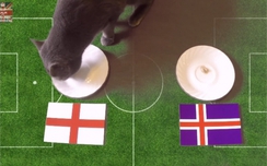 Anh - Iceland: Mèo Cass w88 thế nào?