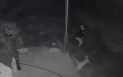 Video: Đi trộm, bị chó dữ đuổi cắn chạy "vắt chân lên cổ"