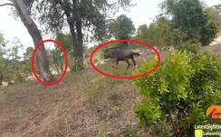 Video: Bò mẹ đuổi báo đốm, cứu bê con