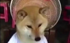 Clip: Chú cún sung sướng được ngồi trước quạt vì trời quá nóng
