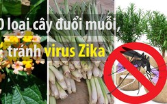 15 loại cây đuổi muỗi trồng trong nhà an toàn, hiệu quả