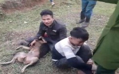 link vao w88 bong88 chó, hai "cẩu tặc" bị dân đuổi đánh đến nhập viện