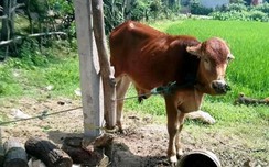 Thanh tra toàn diện vụ bò chính sách “lạc” vào nhà cán bộ
