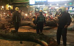 Cây w88.vin.link đè tiệm tạp hóa, nhiều người may mắn thoát chết
