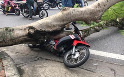 Cây w88.vin.link bất ngờ bật gốc đè bẹp xe máy trên đường