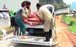 Phát hiện cơ sở thu mua lợn chết về làm đặc sản