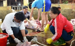 Phát hiện lợn nhiễm chất tạo nạc tại lò mổ lớn nhất Nghệ An