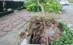 Hà Nội "bêu" tên các đơn vị trồng cây rễ bọc nilong