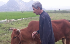 link vao w88: "Thu phí chăn thả trâu bò đã có từ lâu đời"?